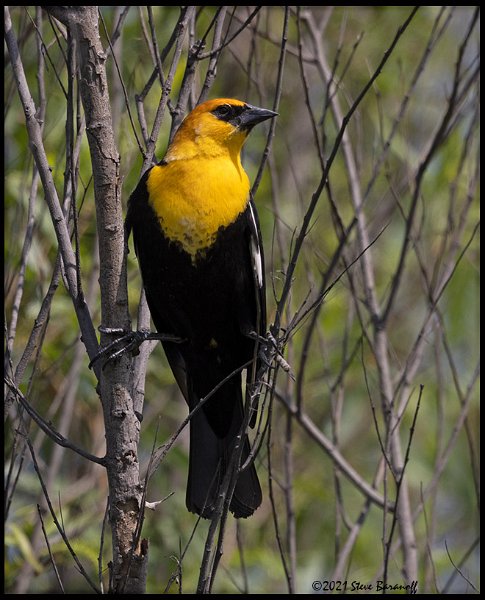 _B217365 yellow-headed blackbird.jpg